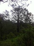 Hundedagssamling i Søymyro