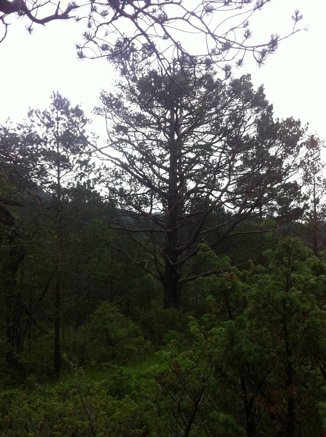 Hundedagssamling i Søymyro